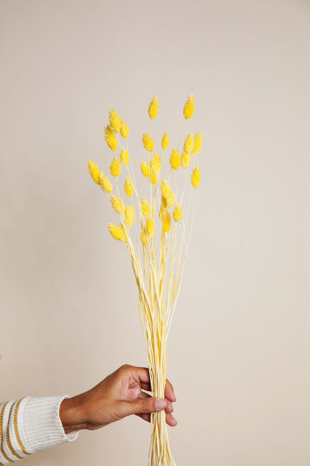 Bunches Yellow Dried Phalaris send a bouquet- the best flower delivery