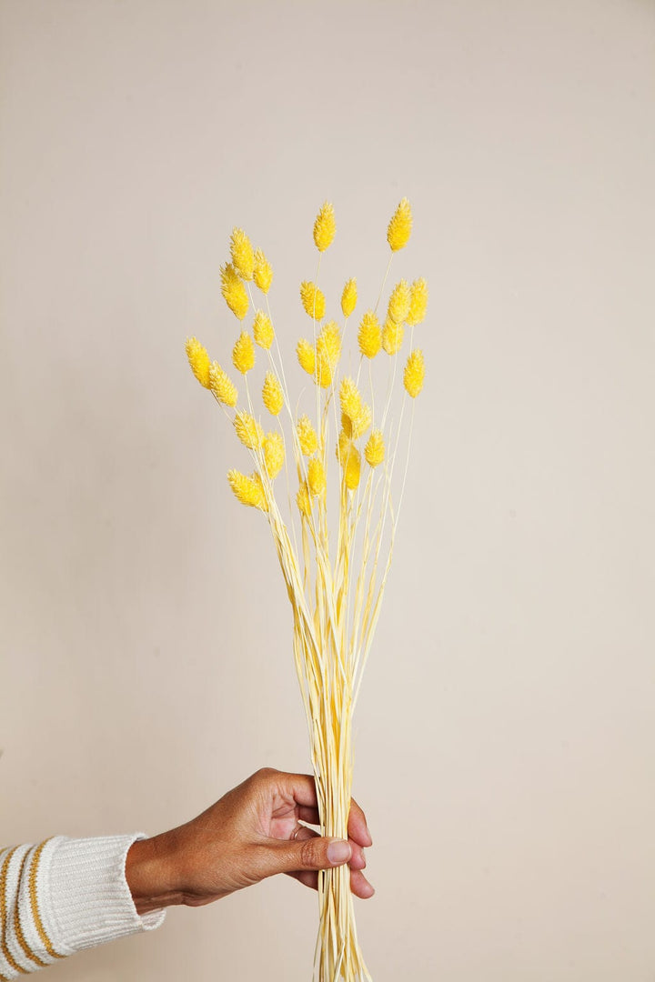 Bunches Yellow Dried Phalaris send a bouquet- the best flower delivery