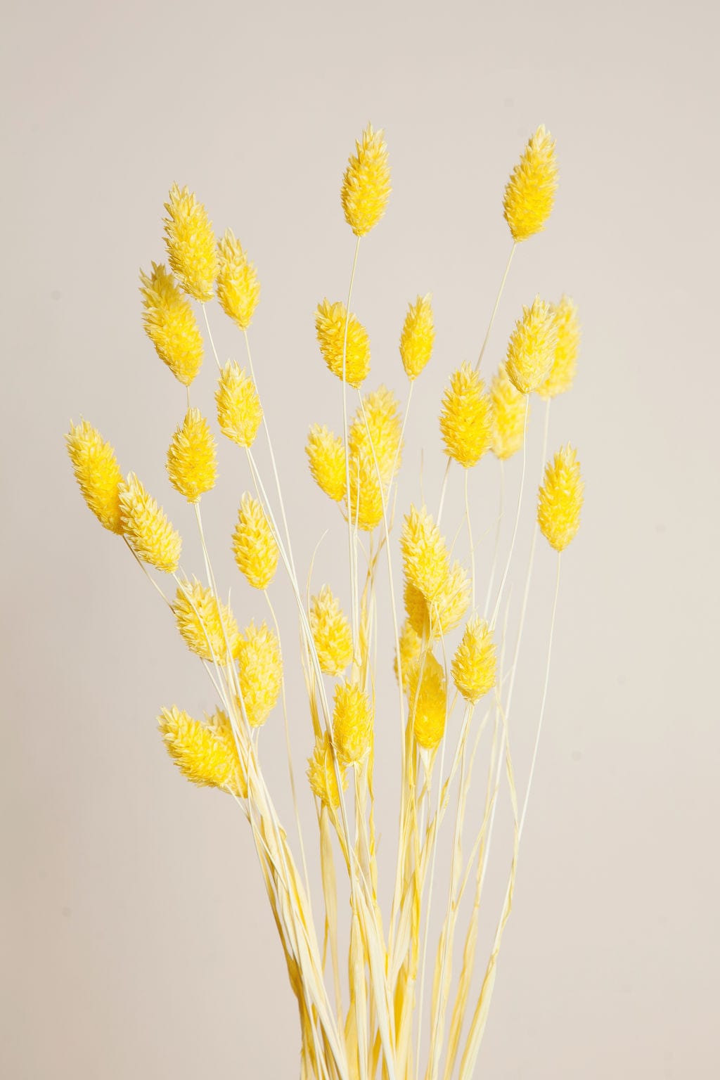 Bunches Yellow Dried Phalaris send a bouquet- the best flower delivery