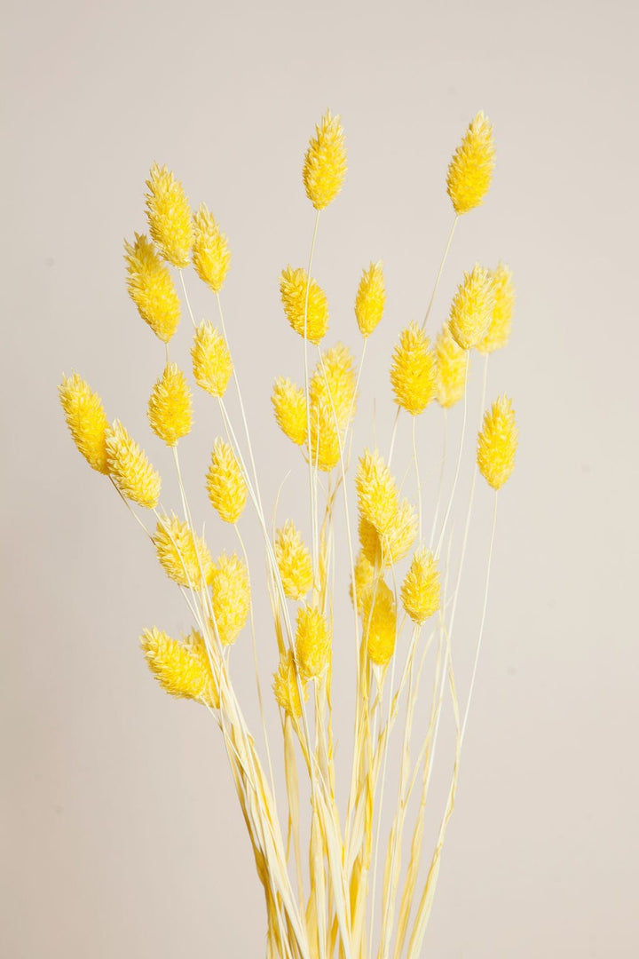 Bunches Yellow Dried Phalaris send a bouquet- the best flower delivery