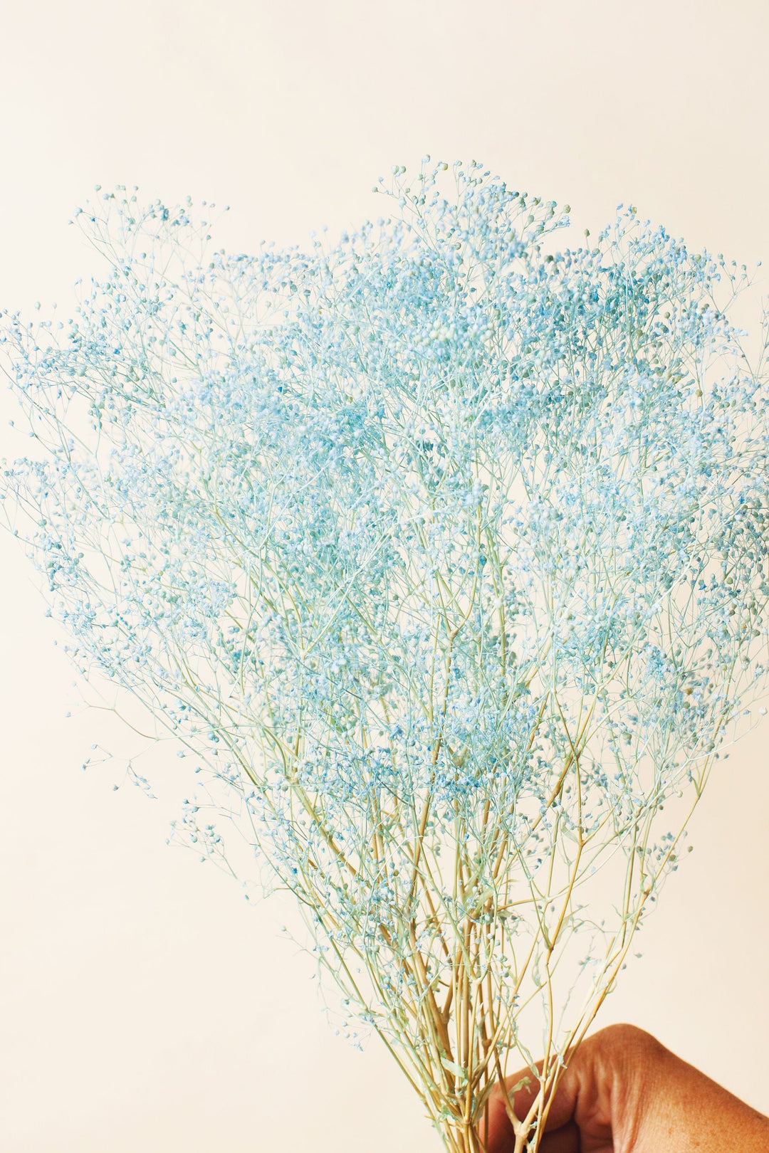 Idlewild Floral Co. Baby Blue Baby's Breath