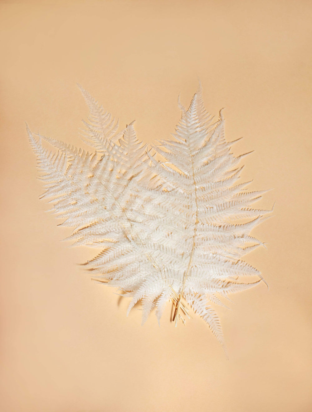 Idlewild Floral Co. Bleached White Fern