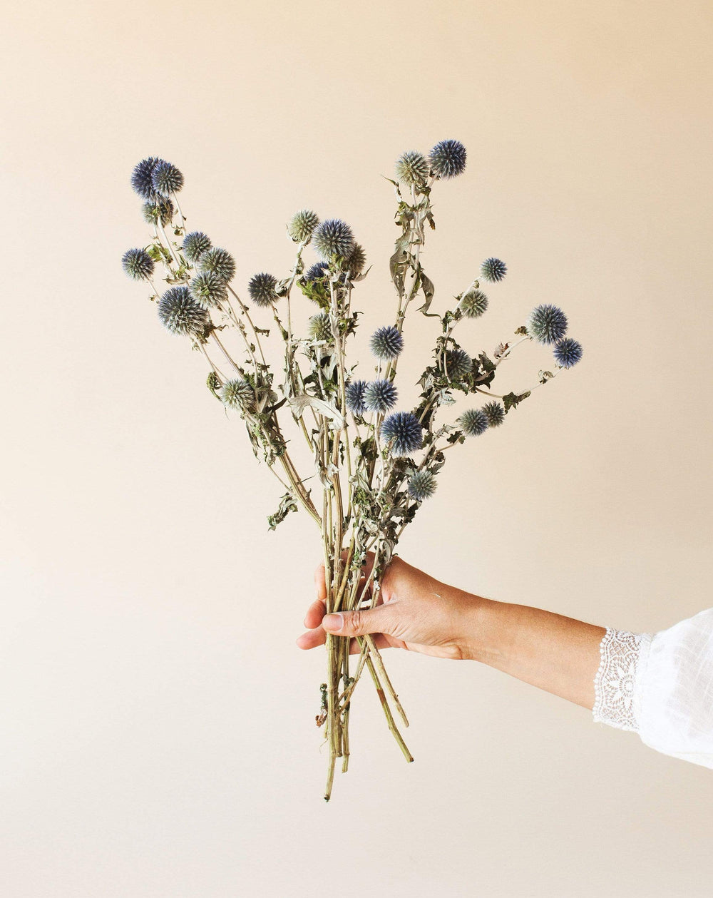 Idlewild Floral Co. Blue Globe Thistle