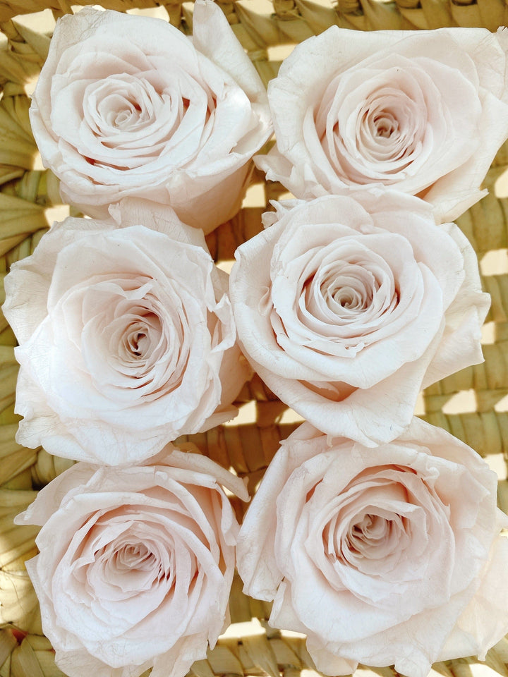 Idlewild Floral Co. Blush Preserved Roses