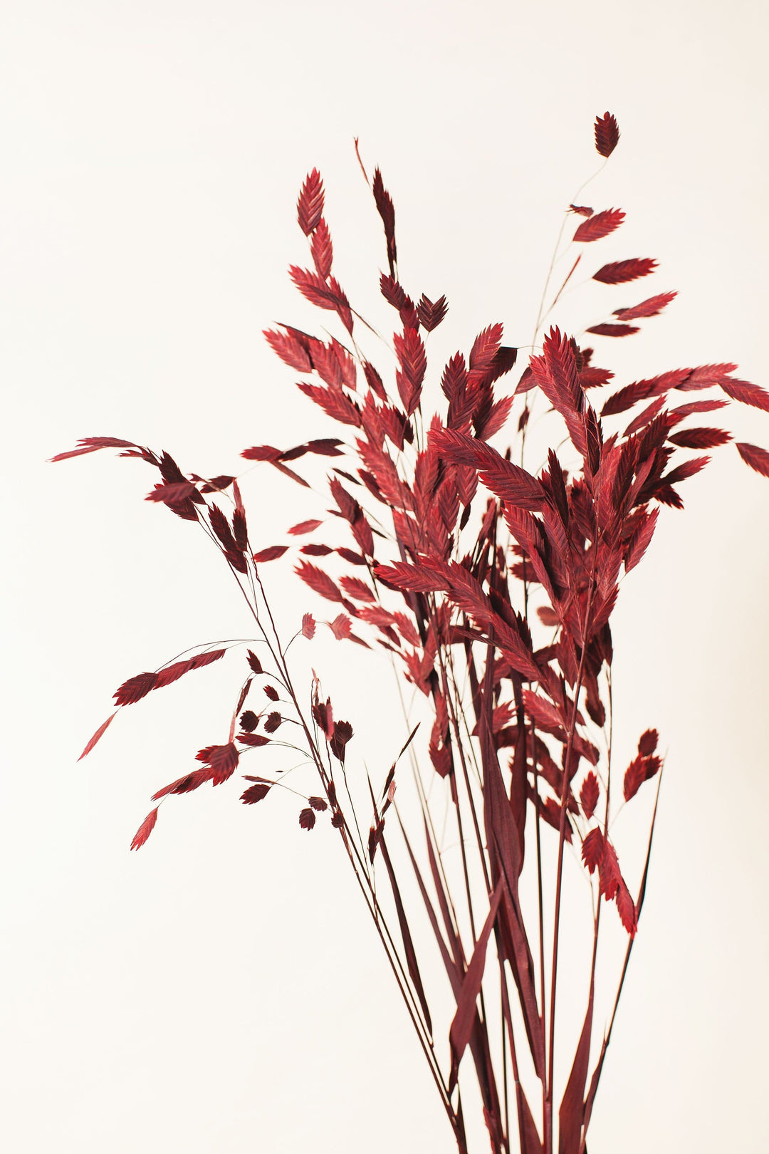 Idlewild Floral Co. Burgundy Sea Oats