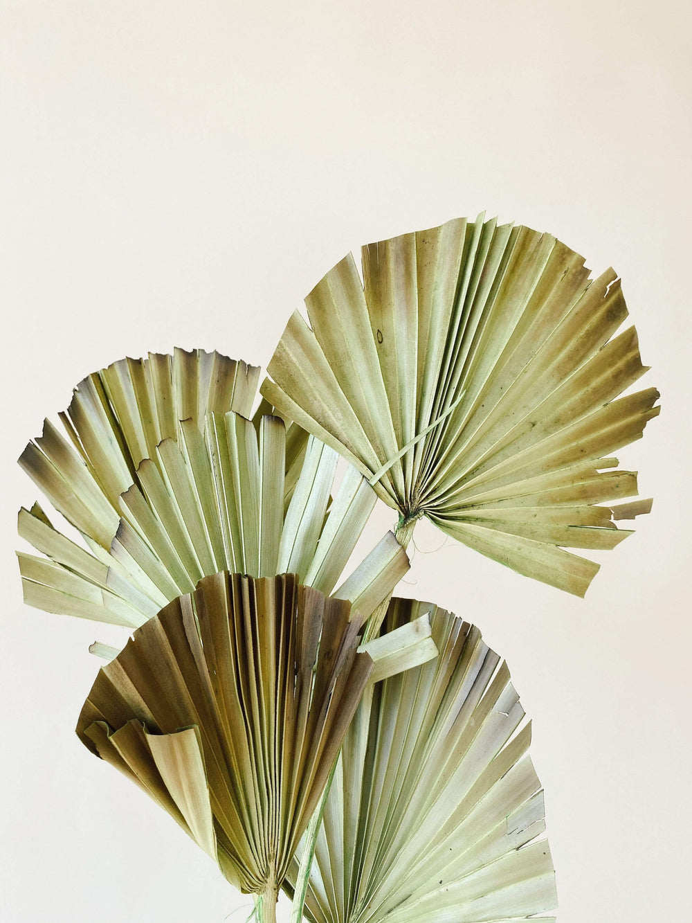 Idlewild Floral Co. Burnt Green Palm Fronds