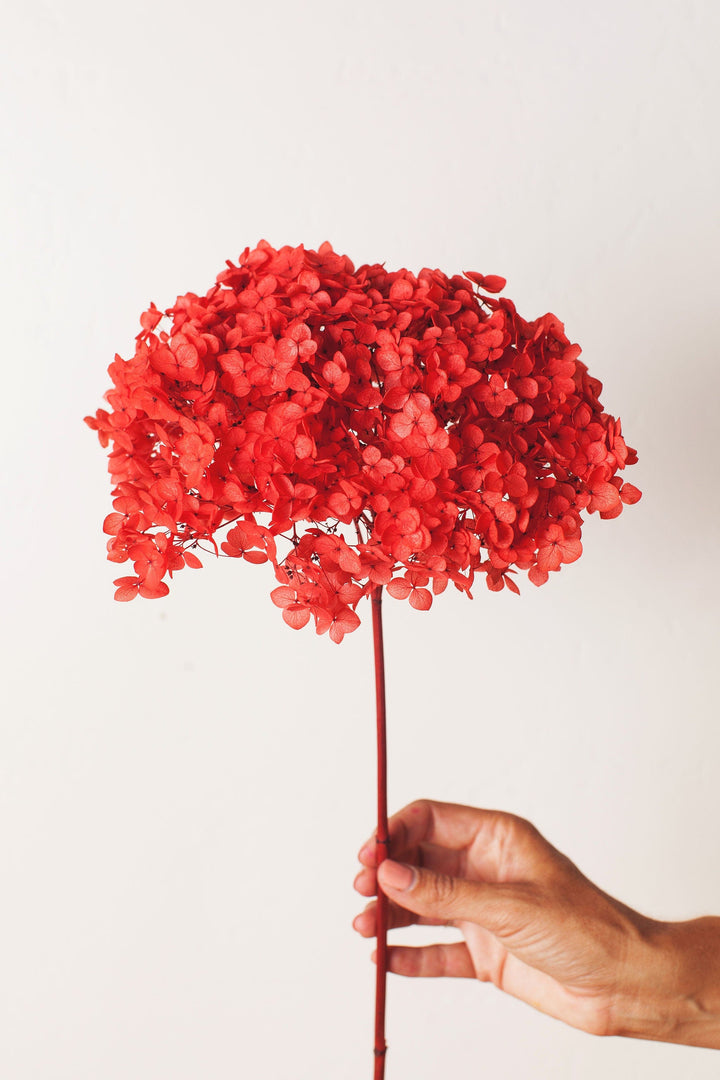 Idlewild Floral Co. Cherry Red Hydrangea Puff