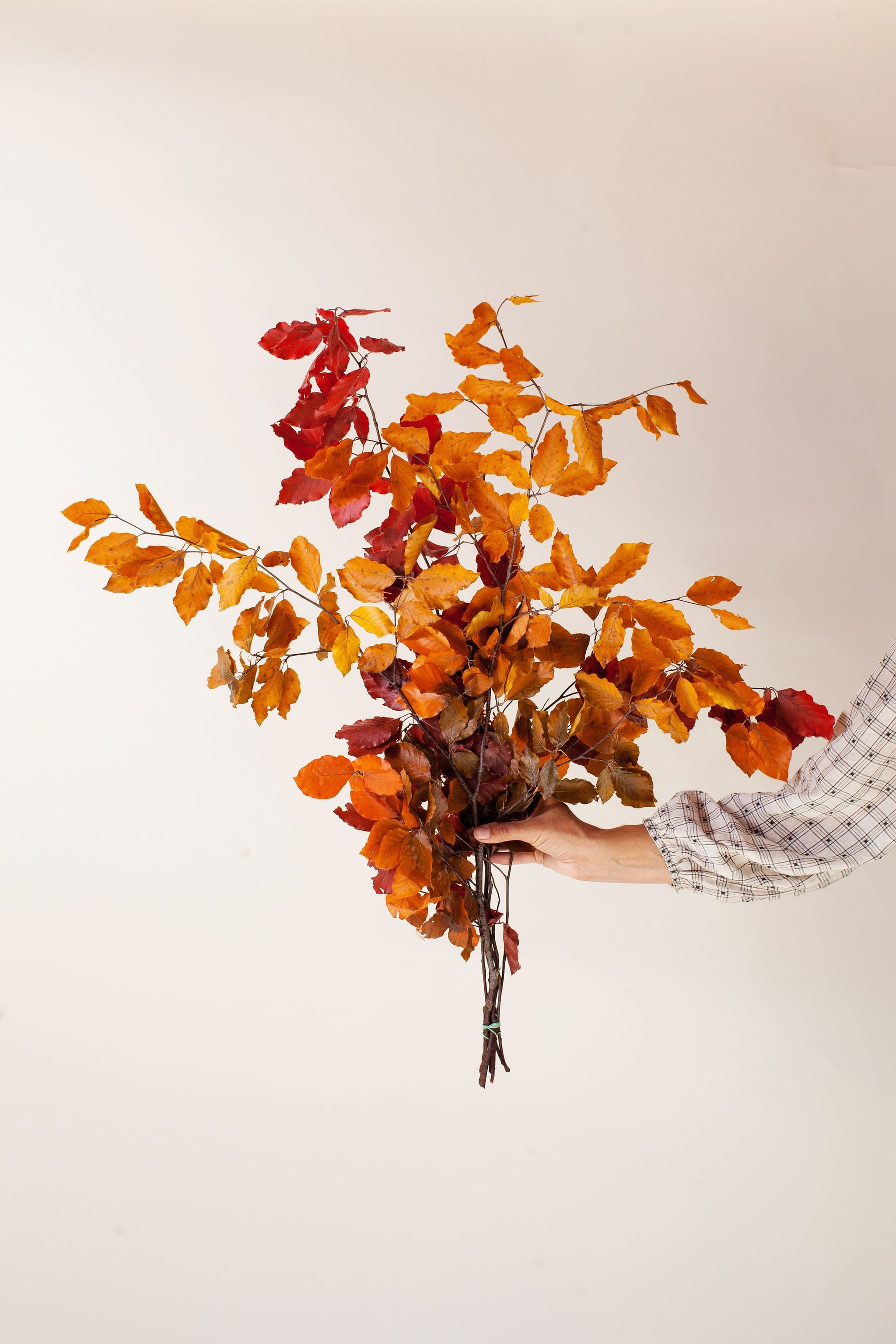 Idlewild Floral Co. Copper Beech