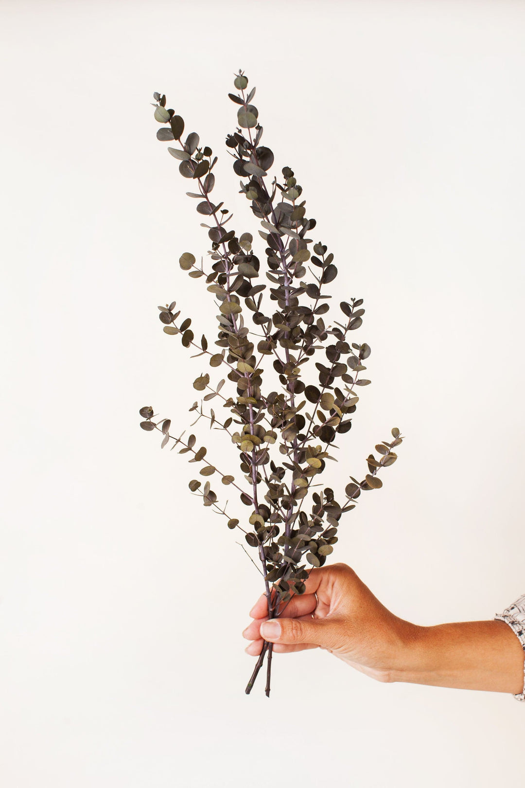 Idlewild Floral Co. Dark Green Gunni Eucalyptus
