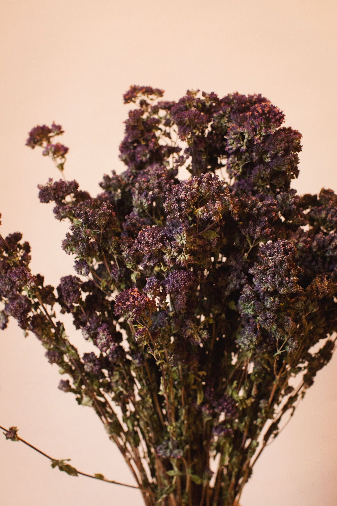 Idlewild Floral Co. Dark Purple Oregano Blooms