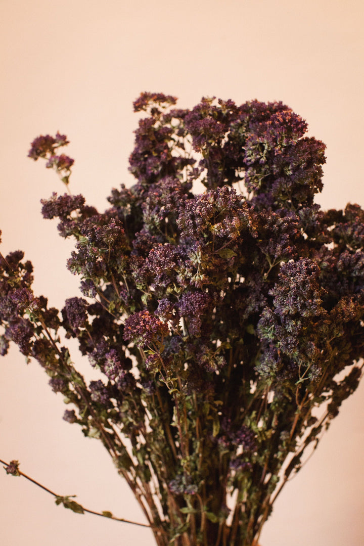 Idlewild Floral Co. Dark Purple Oregano Blooms