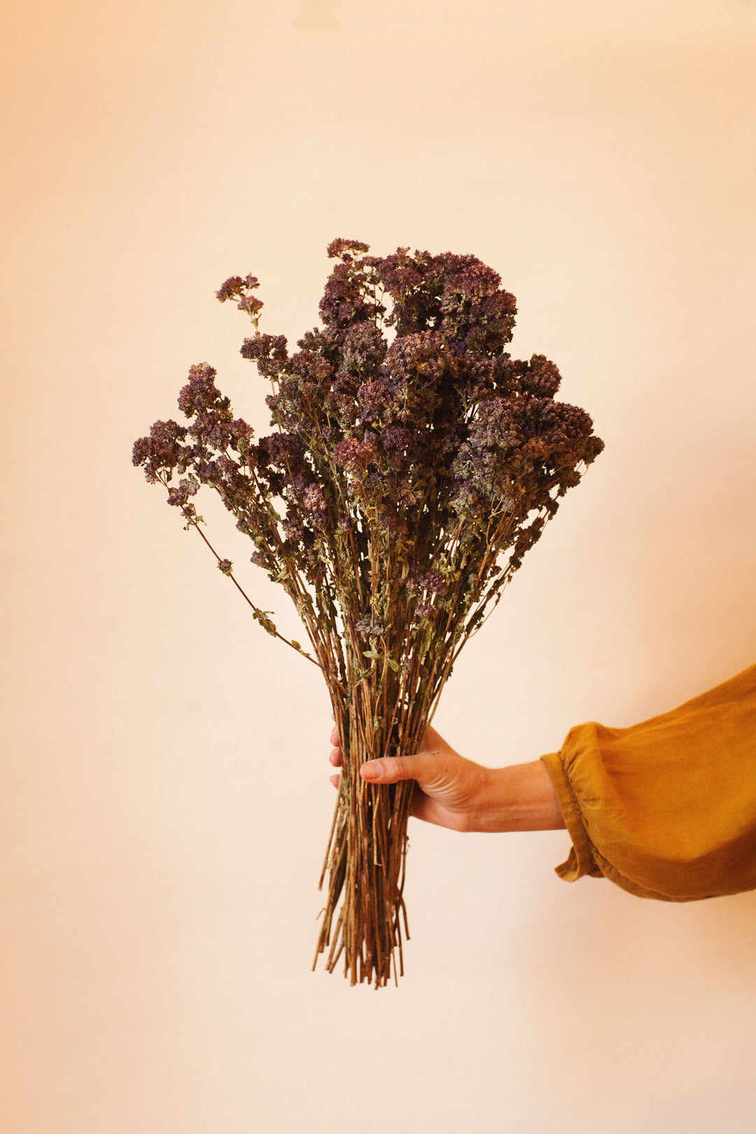 Idlewild Floral Co. Dark Purple Oregano Blooms