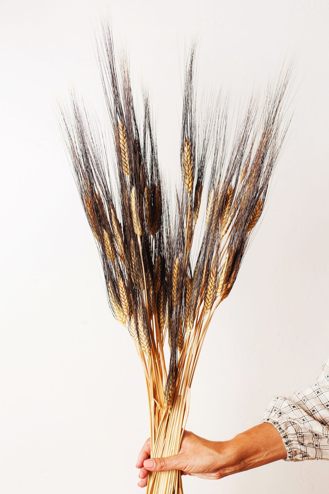 Idlewild Floral Co. Dried Black Bearded Wheat