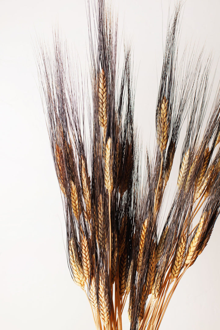 Idlewild Floral Co. Dried Black Bearded Wheat