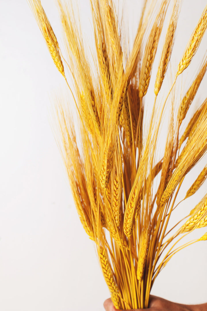 Idlewild Floral Co. Dried Golden Wheat