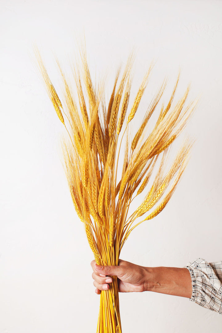 Idlewild Floral Co. Dried Golden Wheat