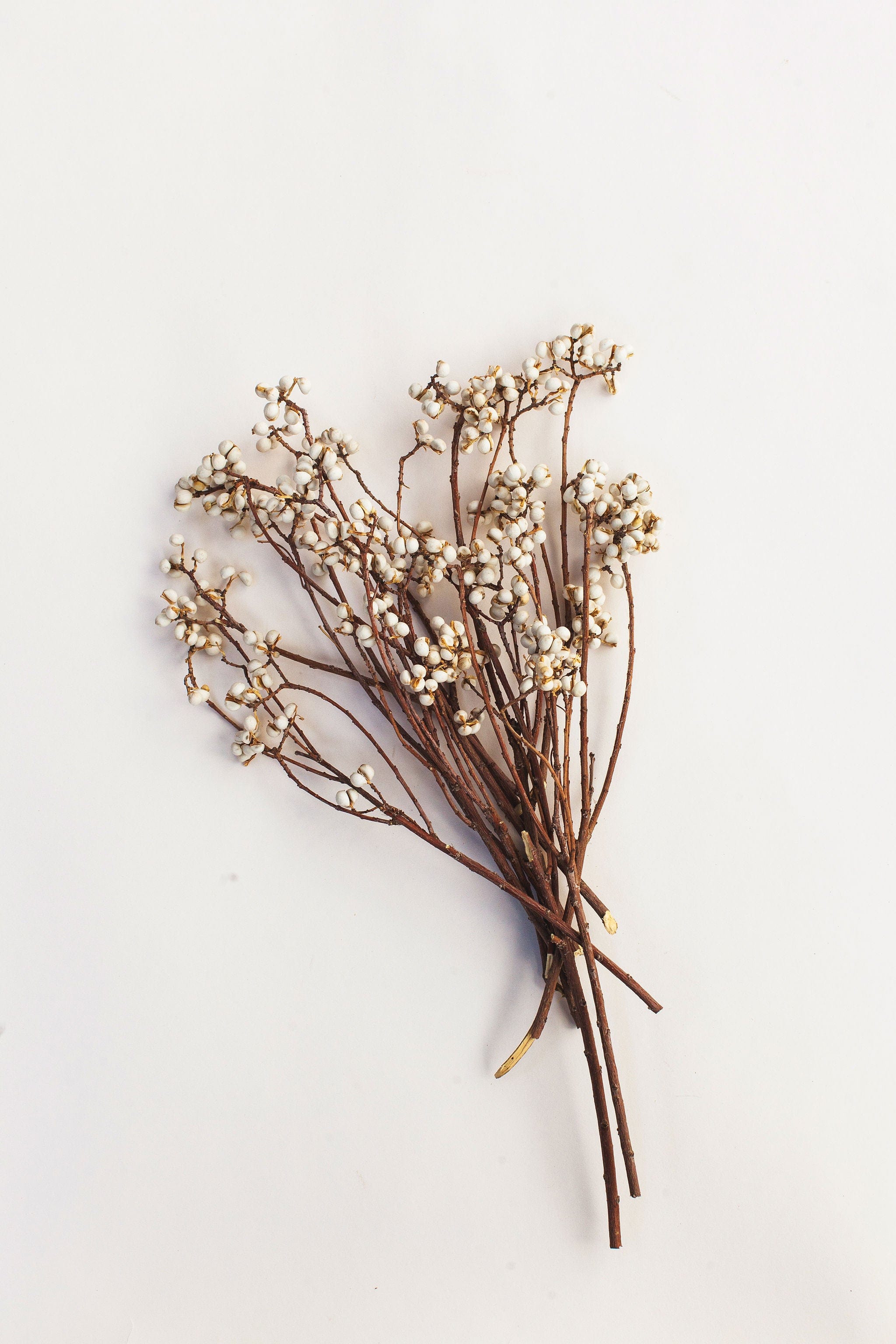 Idlewild Co. Dried Tallow Berries