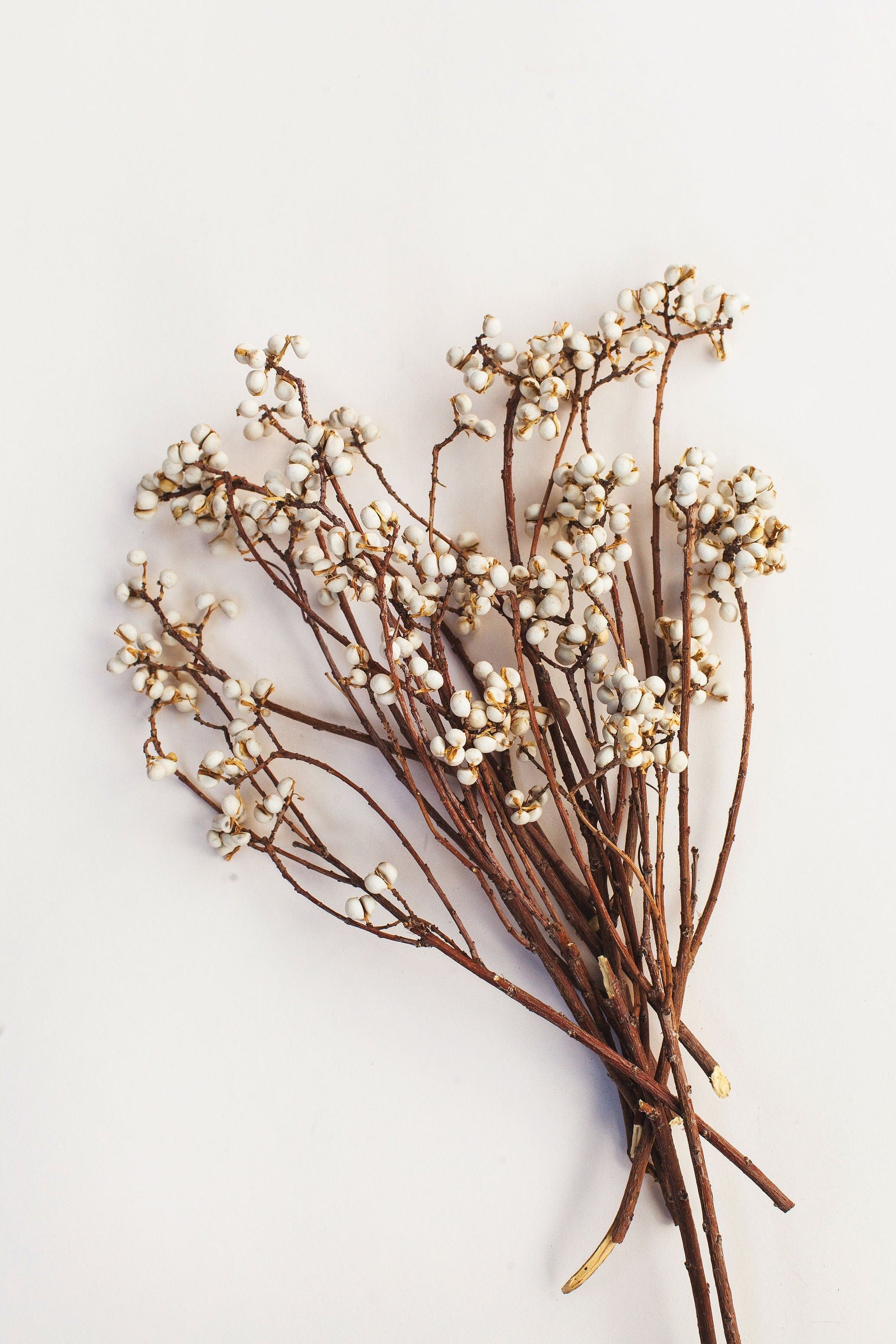 Mini Dried Tallow Berries Idlewild Floral Co.