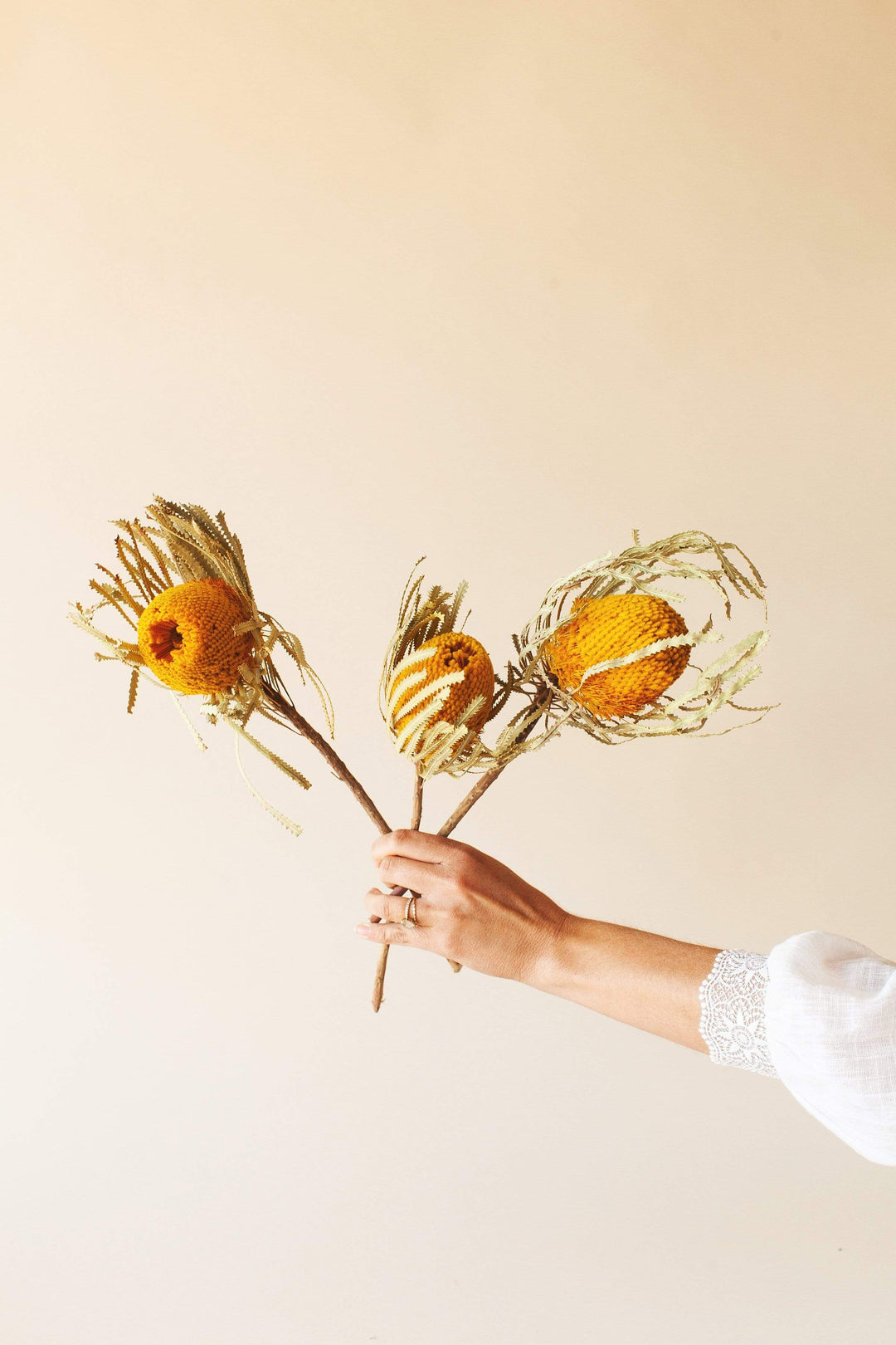 Idlewild Floral Co. Dried Yellow Banksia