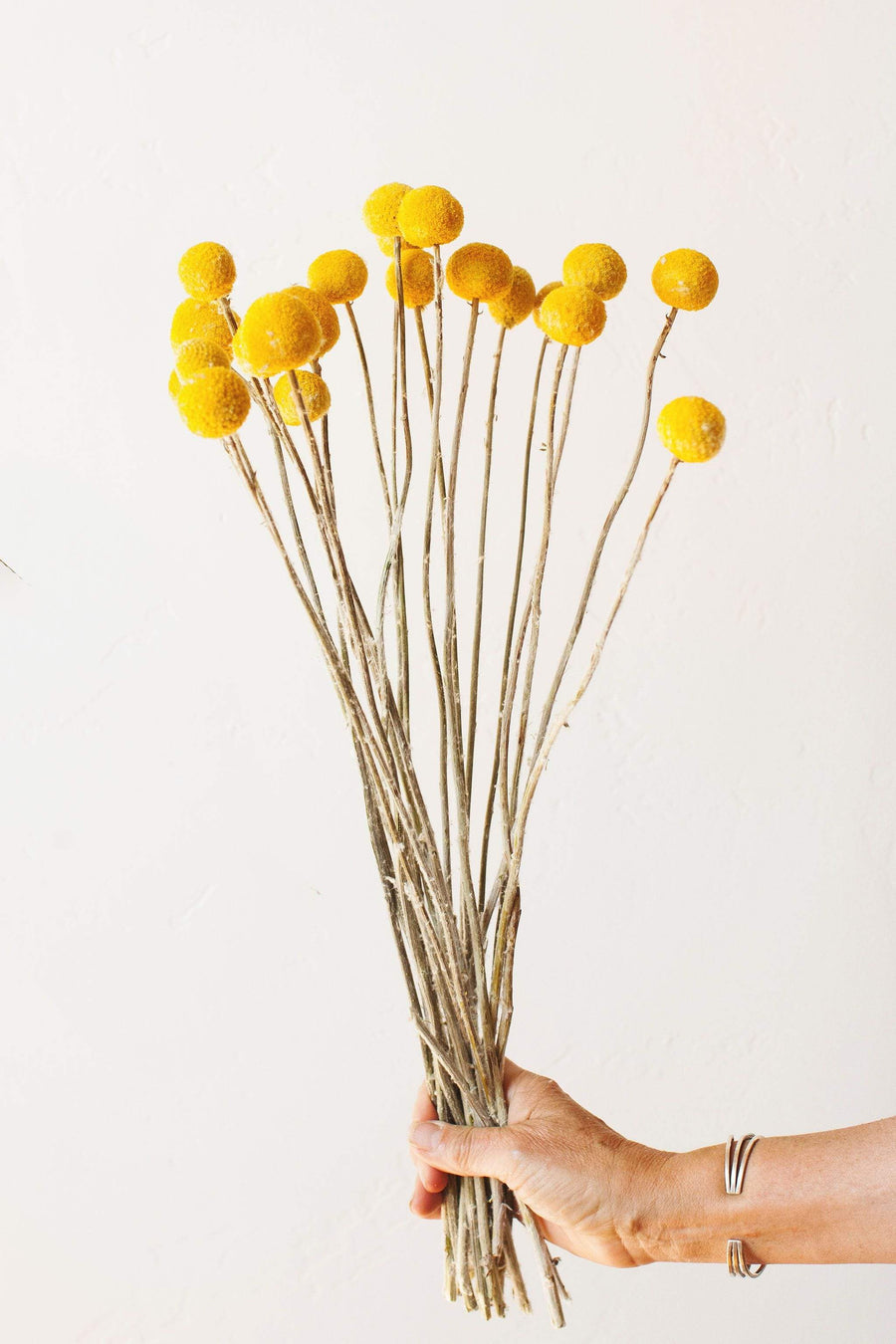 Idlewild Floral Co. Dried Yellow Billy Balls