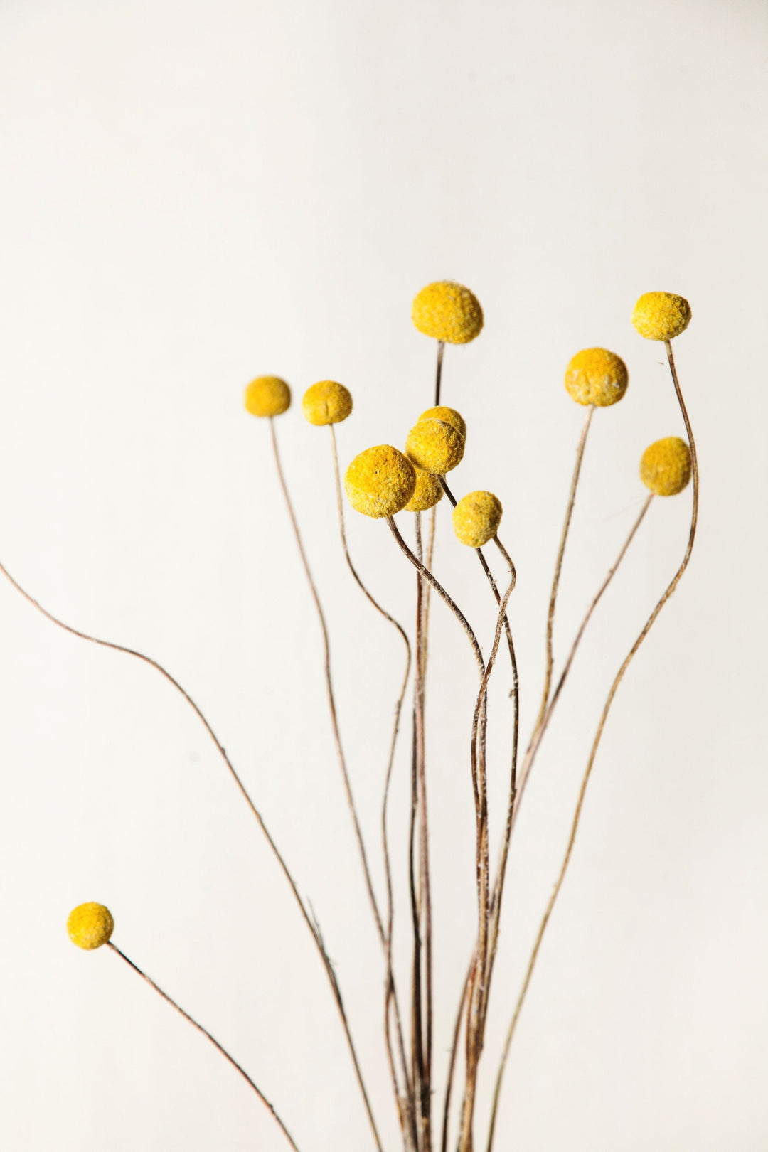 Idlewild Floral Co. Bunches Dried Yellow Billy Balls