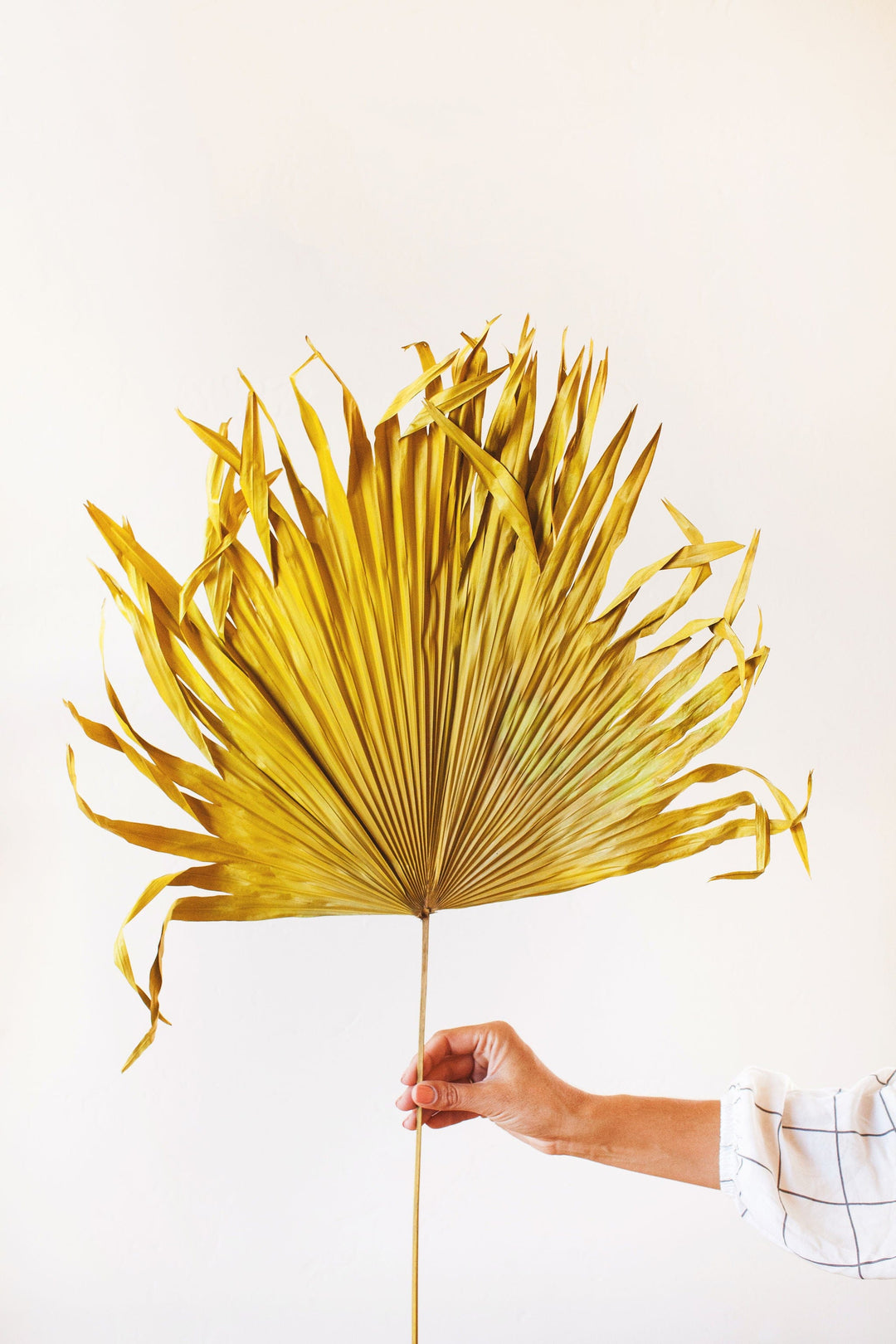 Idlewild Floral Co. Giant Mustard Palm Frond
