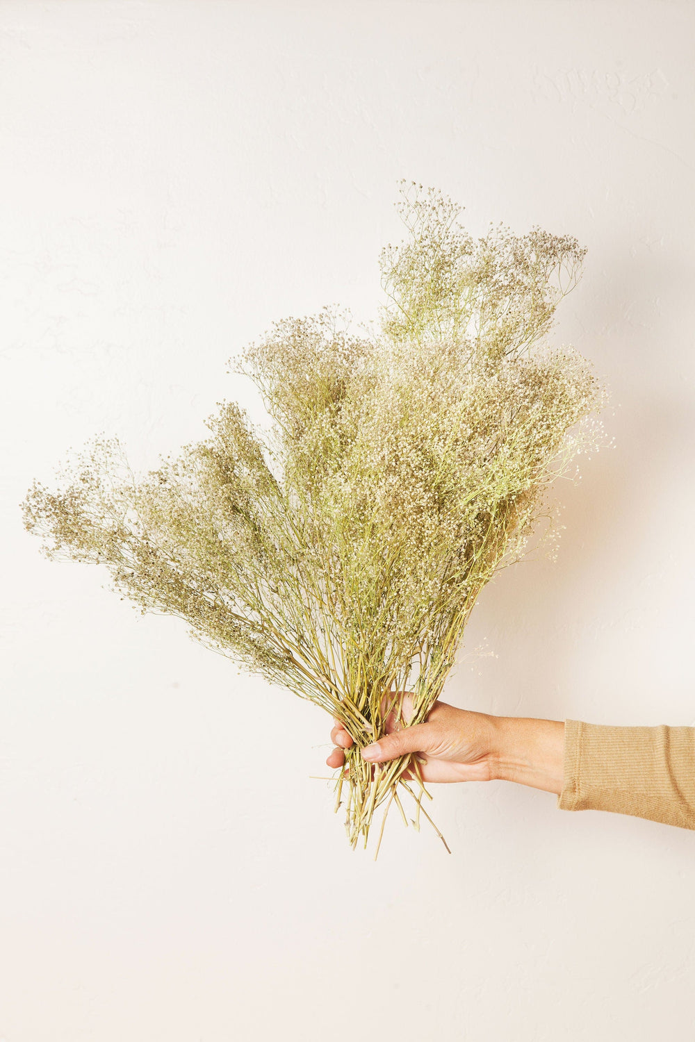 Idlewild Floral Co. Green Baby's Breath