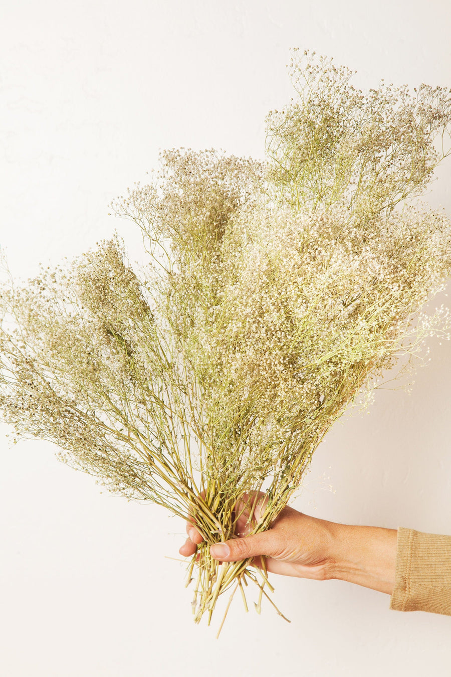 Idlewild Floral Co. Green Baby's Breath
