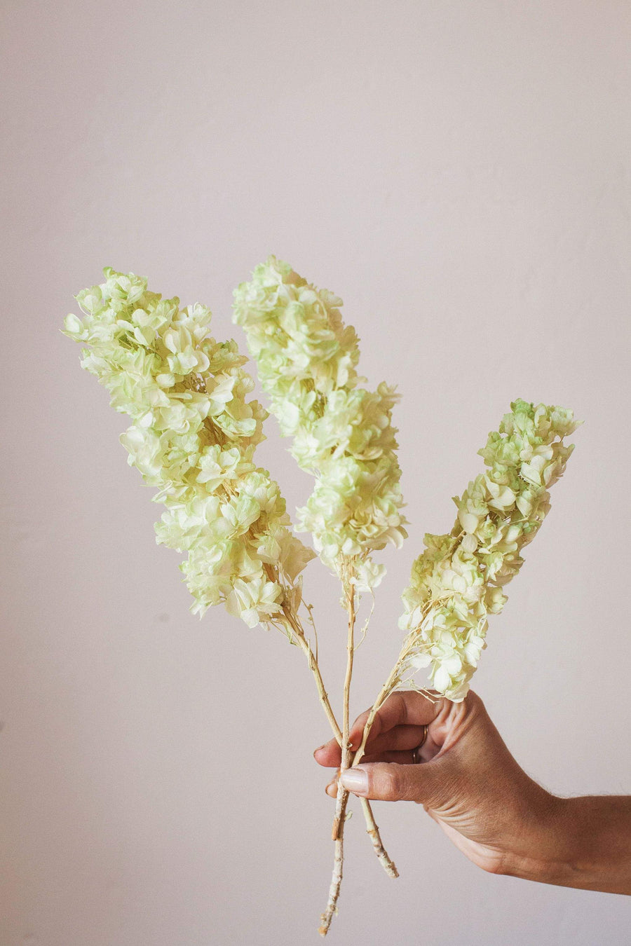 Idlewild Floral Co. Green Lace Hydrangea