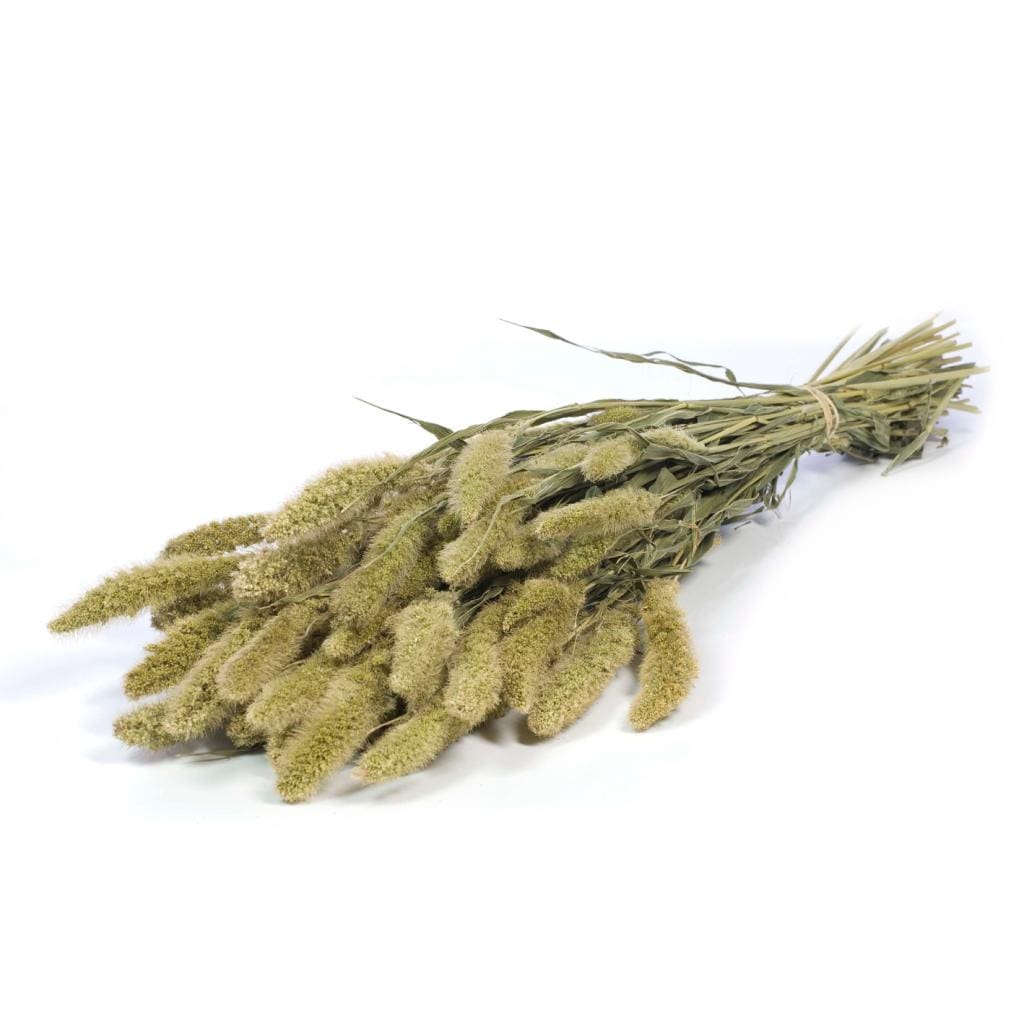 Idlewild Floral Co. Green Setarea Grass