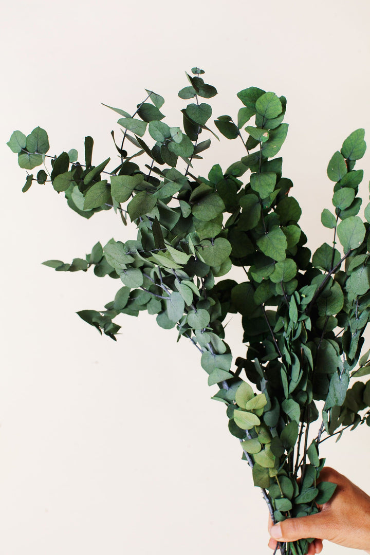 Idlewild Floral Co. Green Stuartiana Eucalyptus