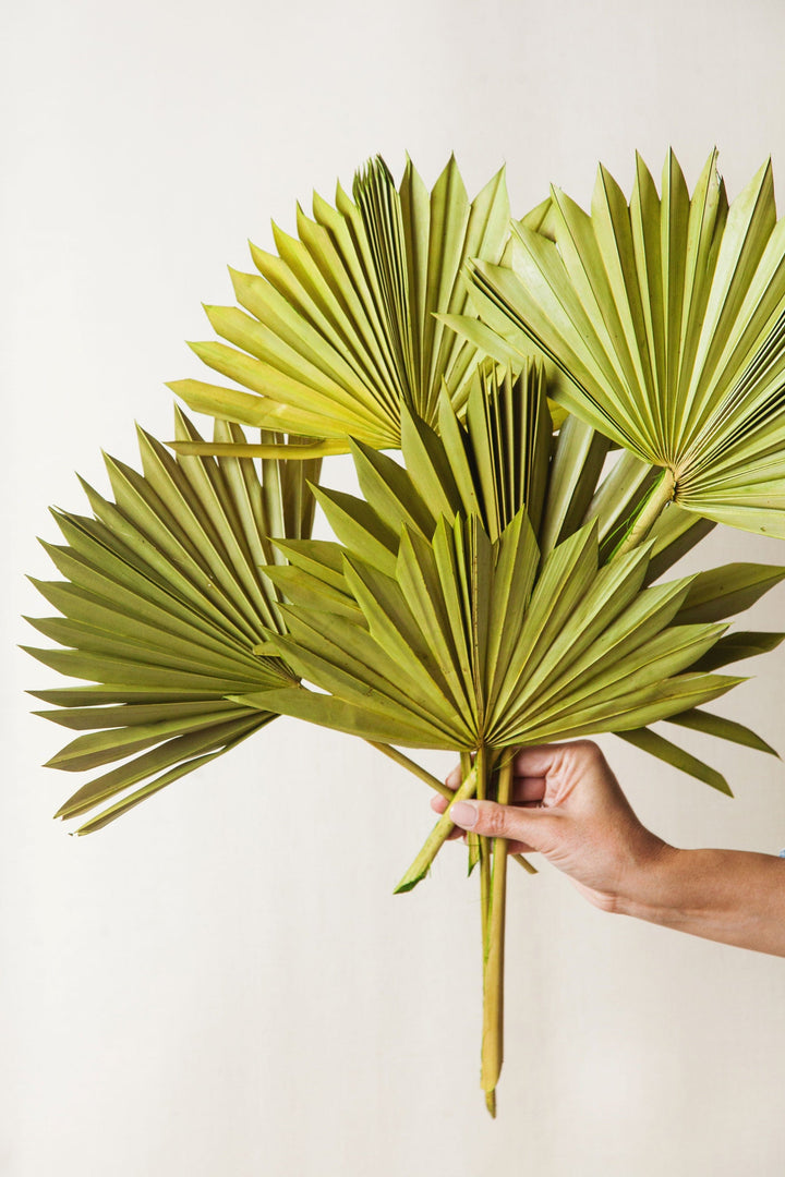 Idlewild Floral Co. Green Sun Palms