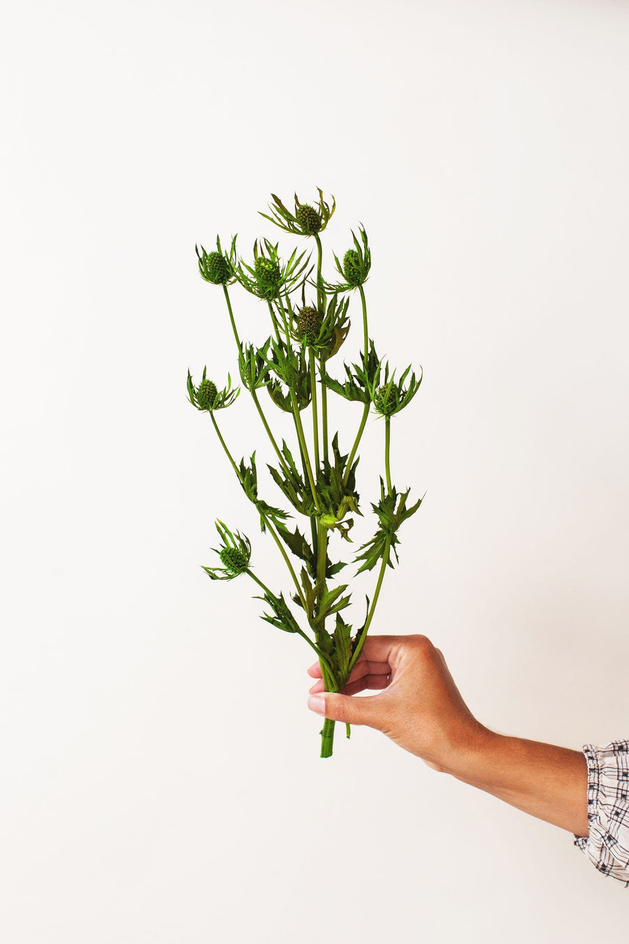 Idlewild Floral Co. Green Thistle