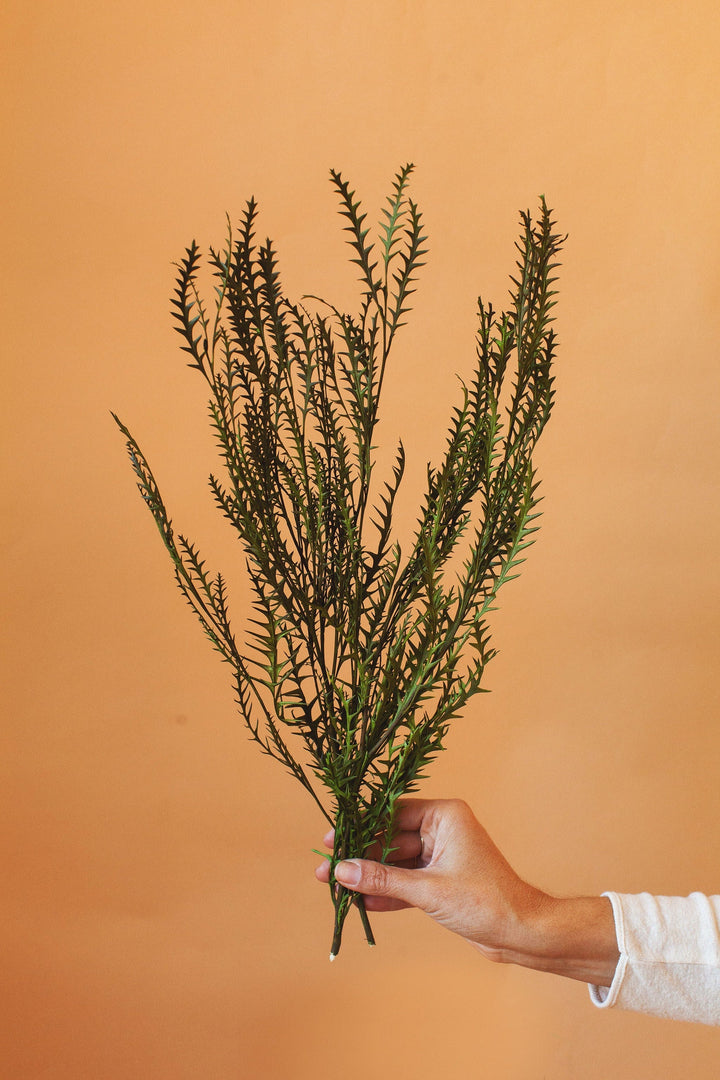 Idlewild Floral Co. Grevillea Ivanhoe