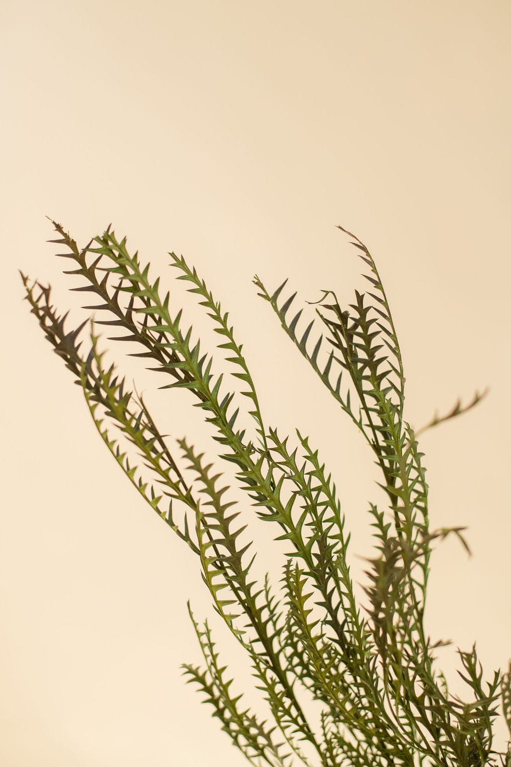 Idlewild Floral Co. Grevillea Ivanhoe
