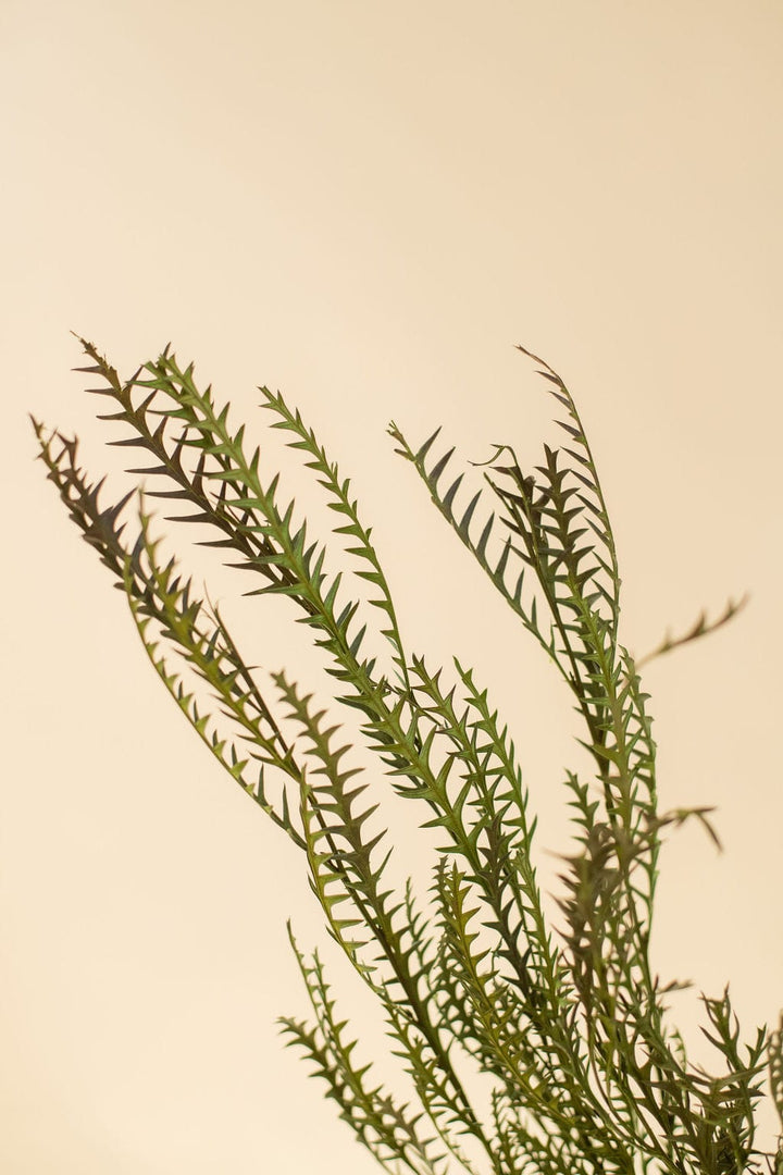 Idlewild Floral Co. Grevillea Ivanhoe
