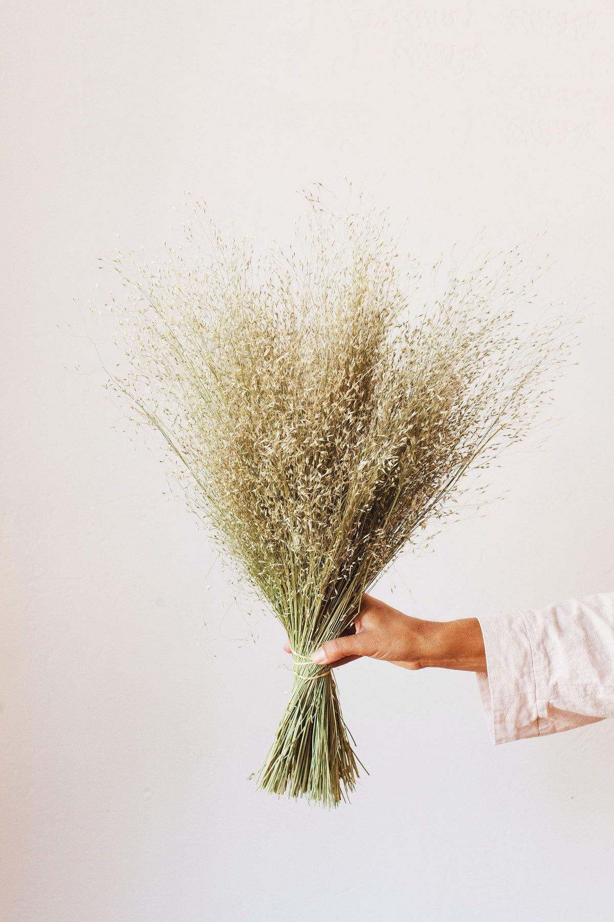 Dried Indian Rice Grass – Idlewild Floral Co.