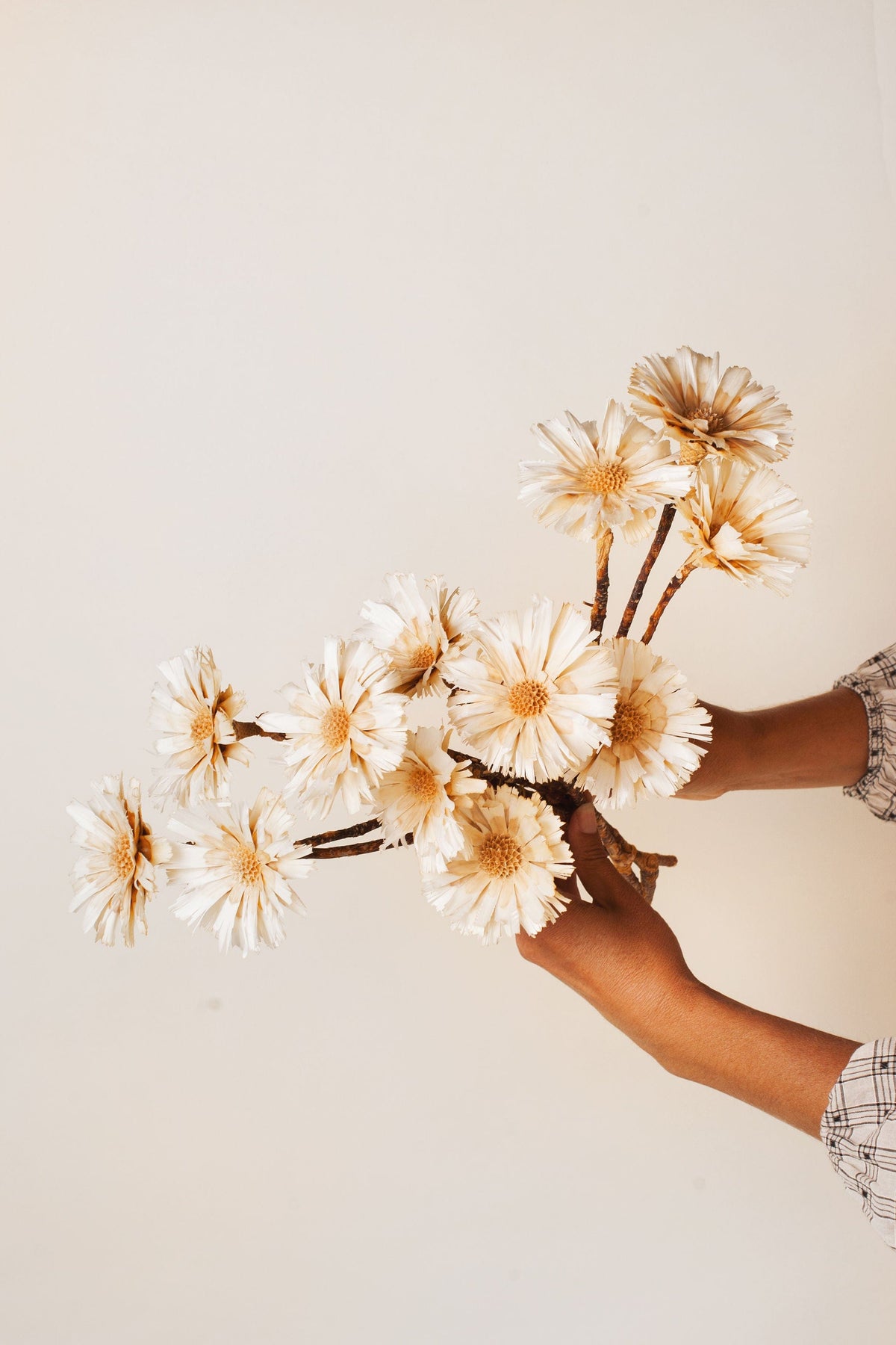 Dried Flowers Protea Rosette — Plenty Flowers