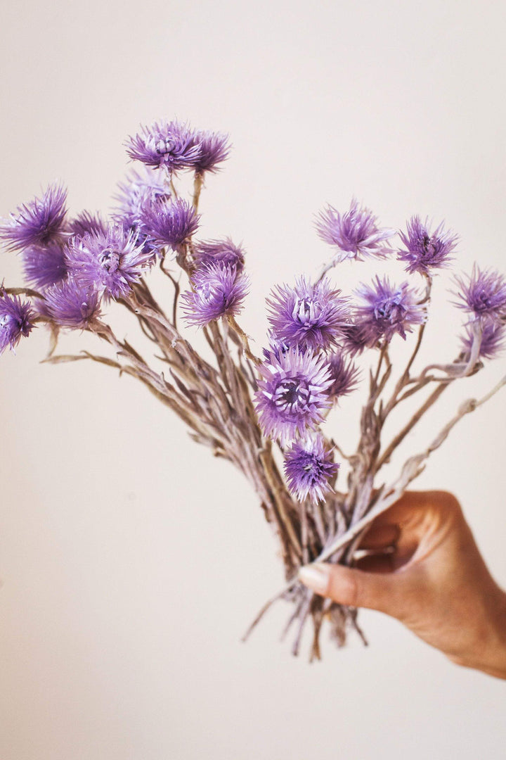 Idlewild Floral Co. Violet Silver Daisy