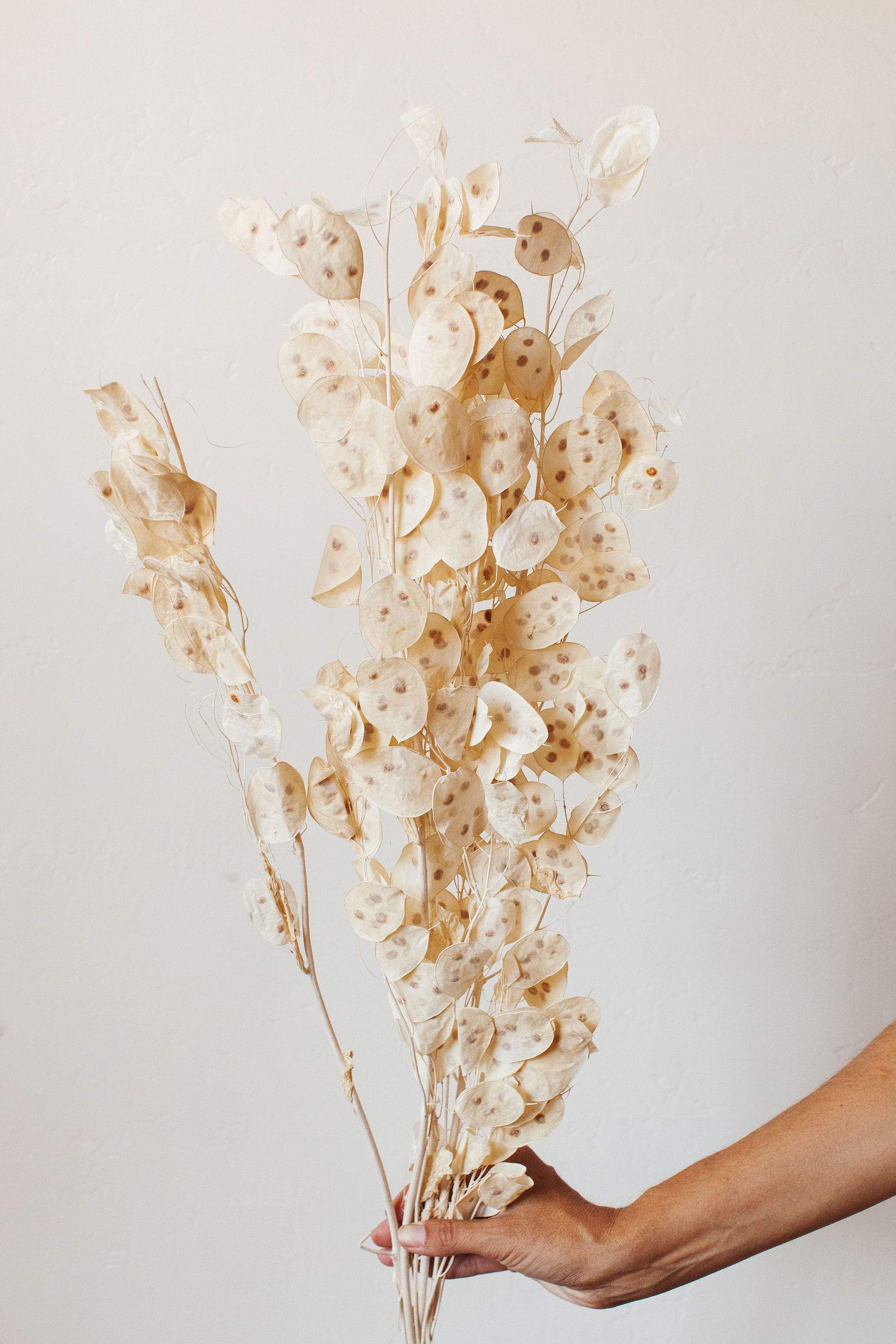 Dried and Preserved Flower Bunches