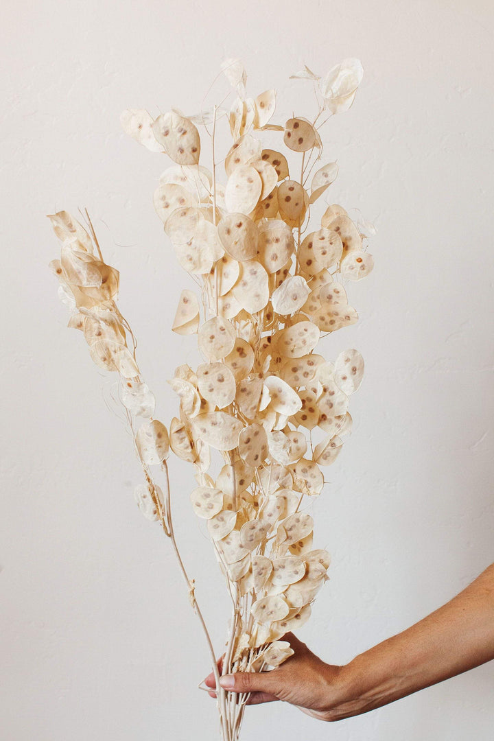 Idlewild Floral Co. Cream Lunaria