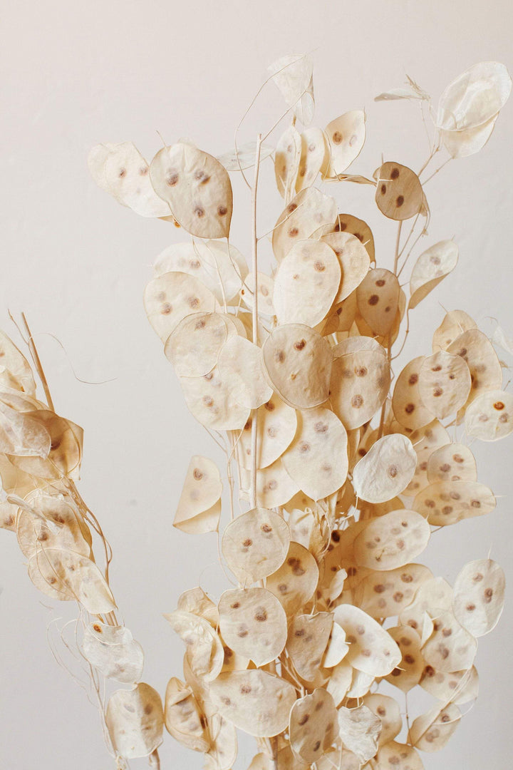 Idlewild Floral Co. Cream Lunaria