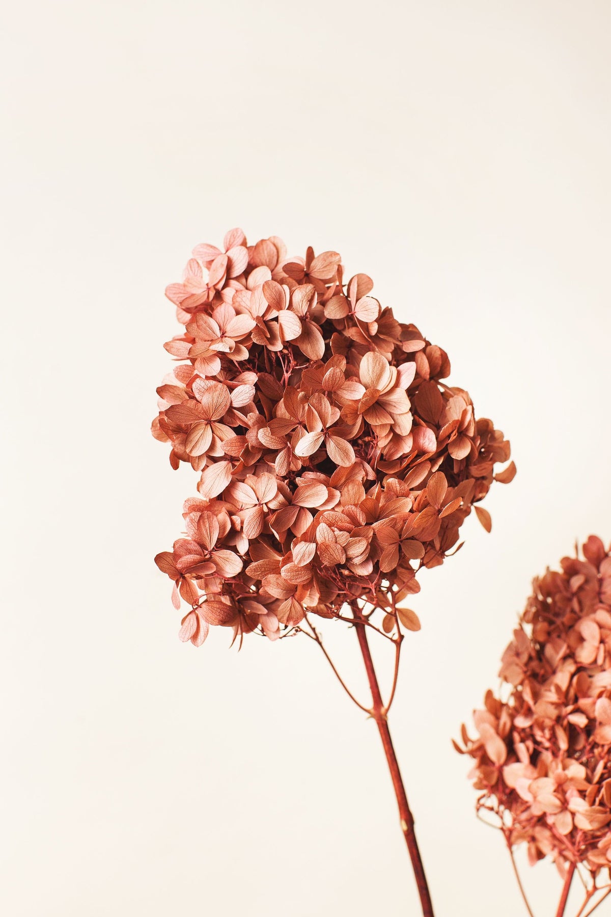 Shop Preserved Flowers, Mauve Pink Hydrangeas