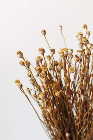 Idlewild Floral Co. Mini Poppy Pods