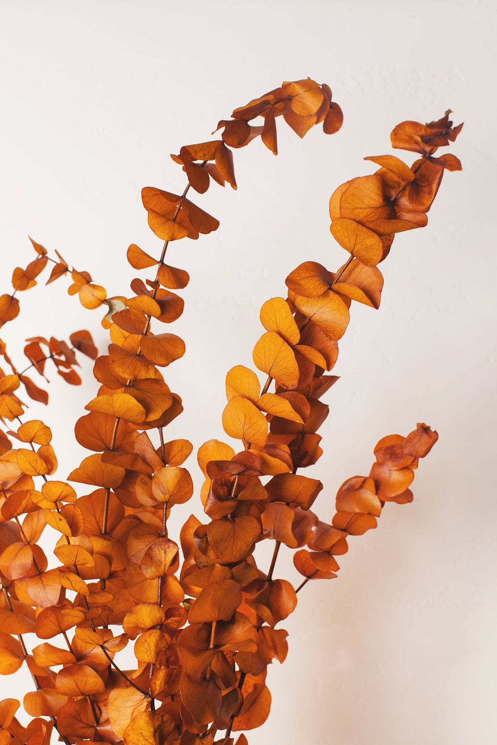 Idlewild Floral Co. Mustard Cinerea Eucalyptus