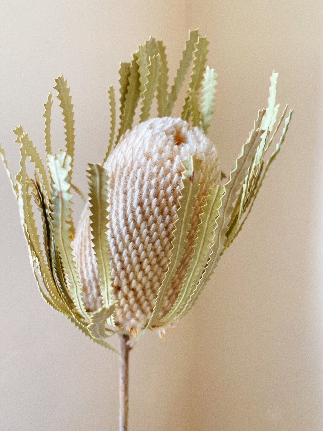 Idlewild Floral Co. Natural Banksia
