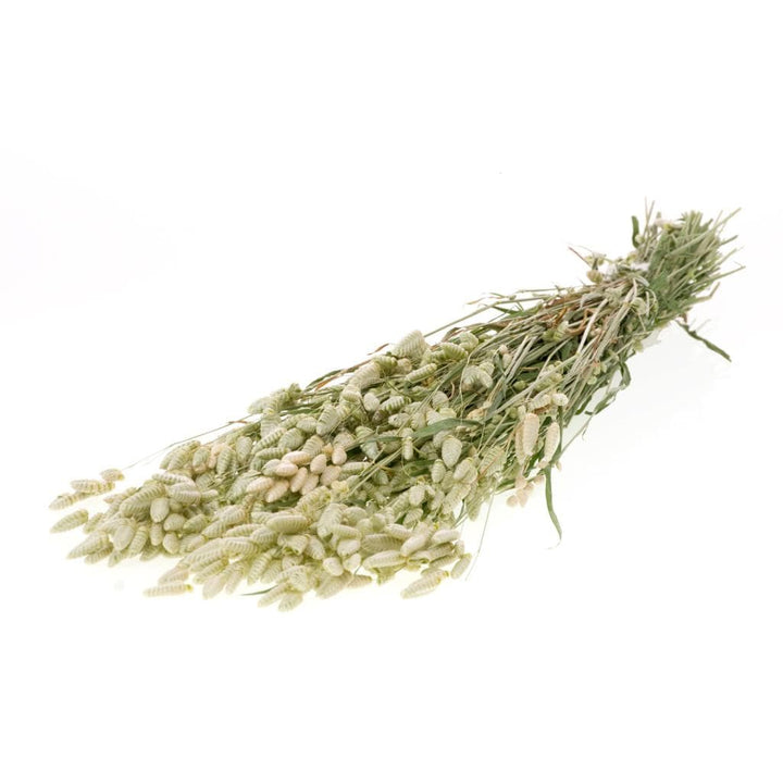 Idlewild Floral Co. Natural Briza Grass