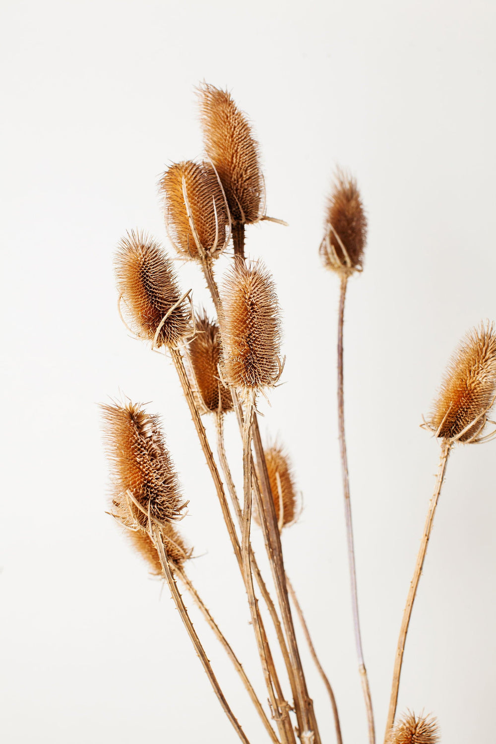 Idlewild Floral Co. Natural Tan Thistle