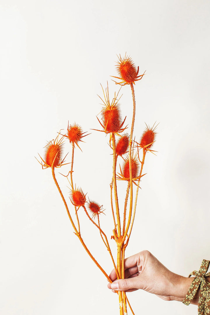 Idlewild Floral Co. Orange Thistle