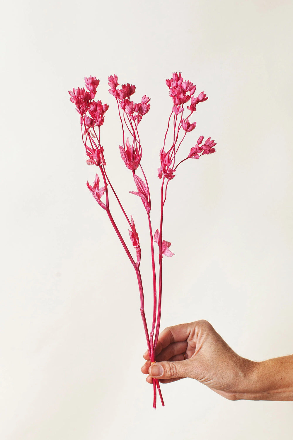 Idlewild Floral Co. Pink Astrantia